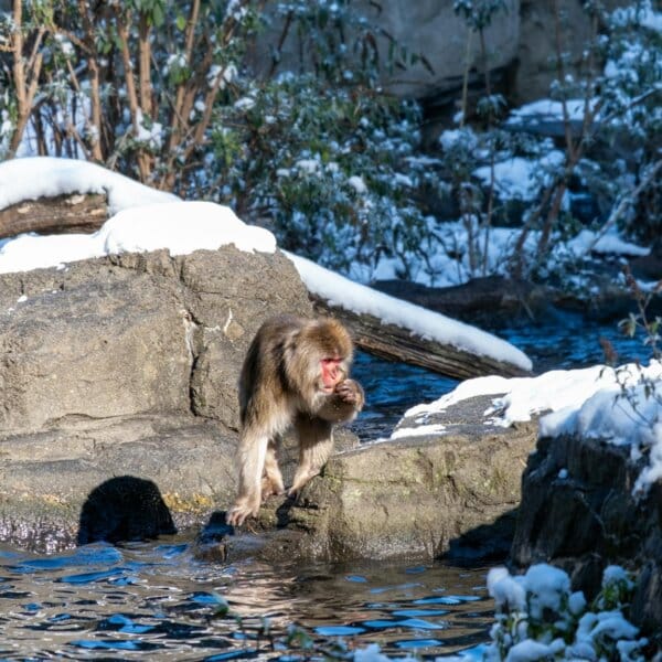Japanese macaque sitting on snow-covered rocks by the water at a zoo in New York.